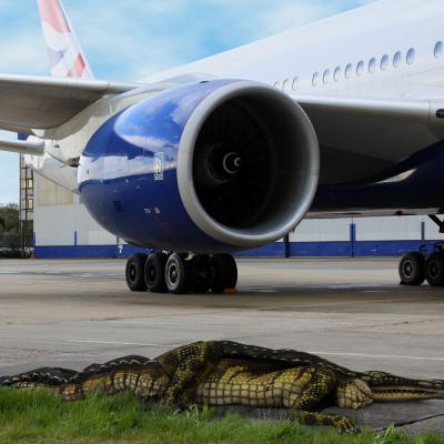Man sieht ein Flugzeug der British Airways auf der Startbahn stehen. Davor liegt ein Alligator.