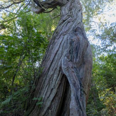 Person wurde von Künstler im Camouflage bemalen. Er verschmilzt mit Hintergrund - Baum