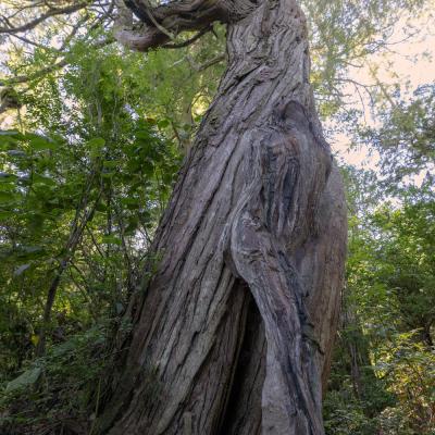 Person wurde von Künstler im Camouflage bemalen. Er verschmilzt mit Hintergrund - Baum